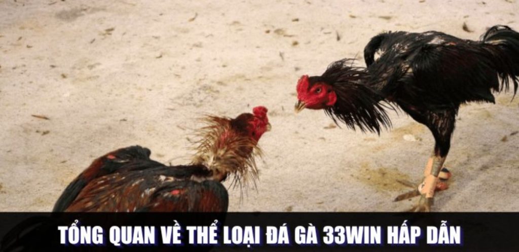 Đá Gà 33WIN